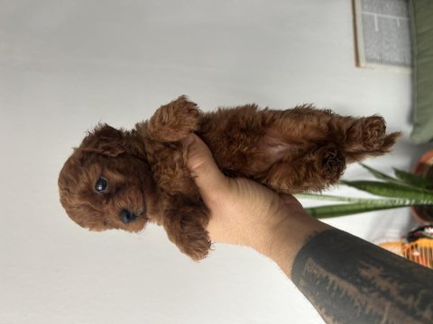 Toy poodle kore kan