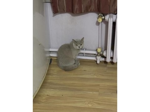 British shorthair kedim