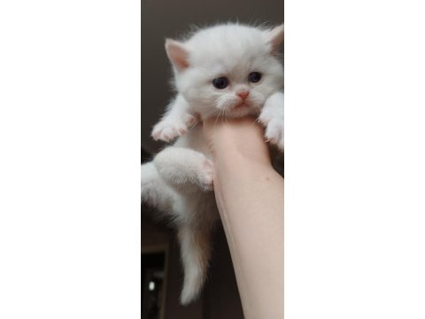 British shorthair yavru
