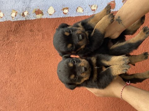 40 günlük koca kafa rottweiler yavrular