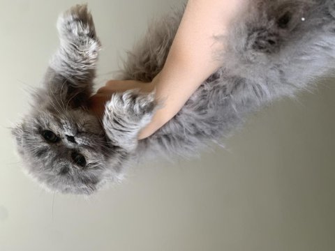 Sıfır burun sıfır kulak scottish fold
