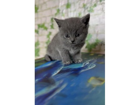Safkan british shorthair yavru