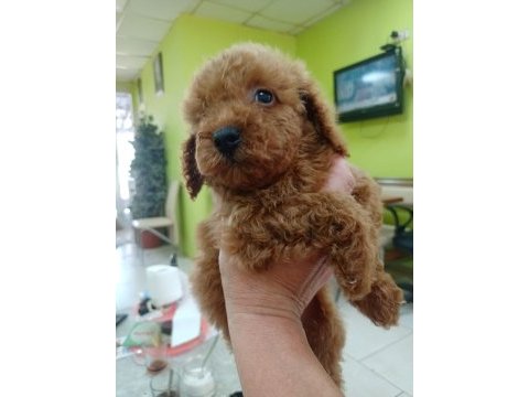 Yavru toy poodle izmir