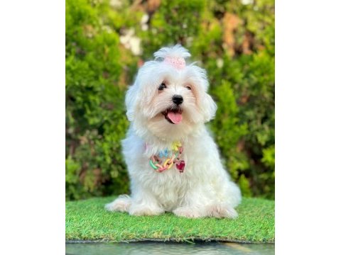 Mini boy maltese yavruları
