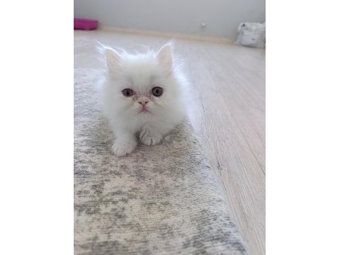 Güzel iran kedisi pamuklarım