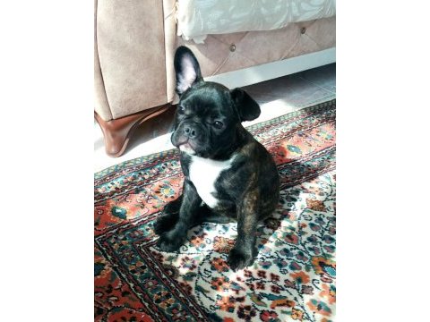 4 aylık yavru french bulldog