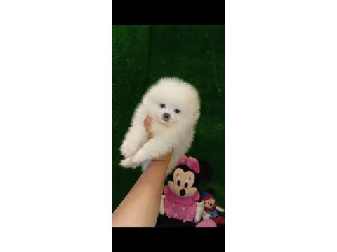 3 aylık ayı surat erkek dişi pomeranian