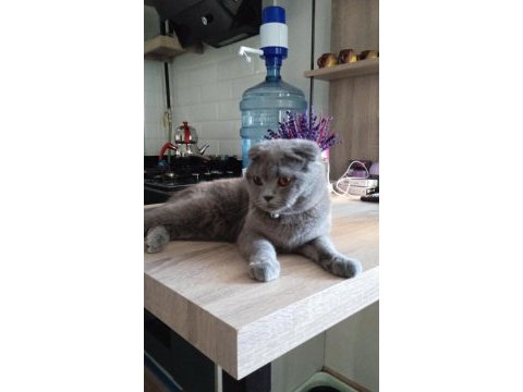 Scottish fold gri