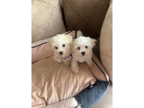 Ev doğumlu maltese terrier 3 aylık erkek yavru