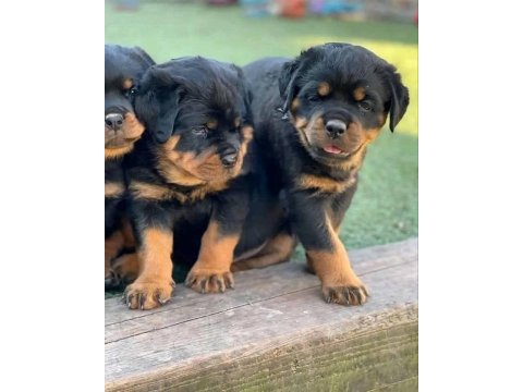 Orjinal garantili dev koca kafa macar rottweiler