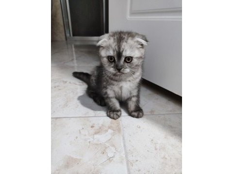 Scottish fold dişi 2 aylık