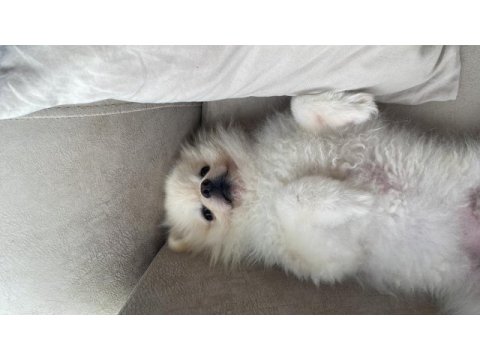 Klinik borcu karşılığında pomeranian