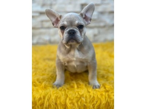 Lilak tan french bulldog dişi kızımız