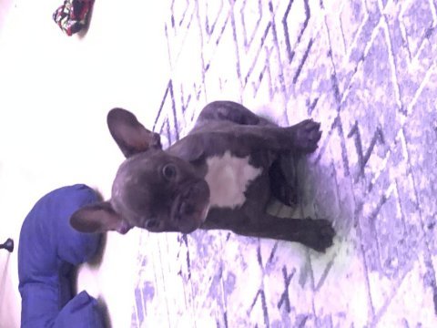 Yavru bebiş aşıları tam french bulldog