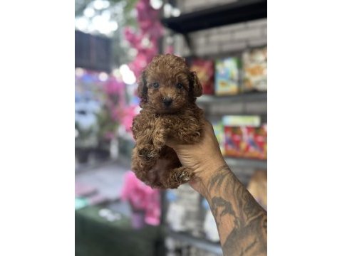 Bebek yüz orjinal ister kore ister toy poodle bebekler