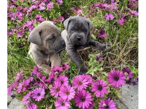 Blue cane corso yavruları