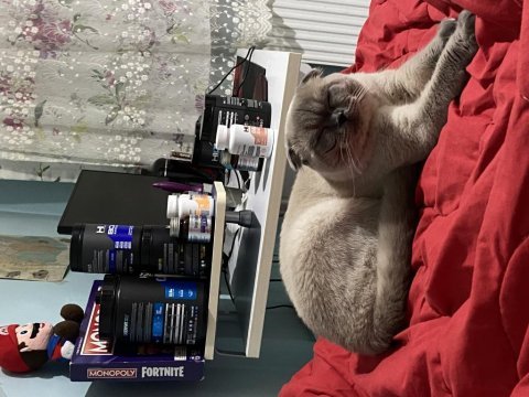 8 aylık aşıları tam mavi gözlü scottish fold erkek