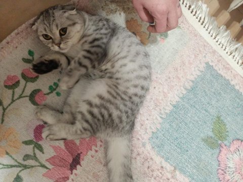 Güzel scottish fold kızımızı sahiplendiriyoruz