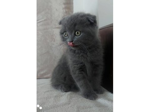 2 aylık scottish fold yavru kedilerimiz
