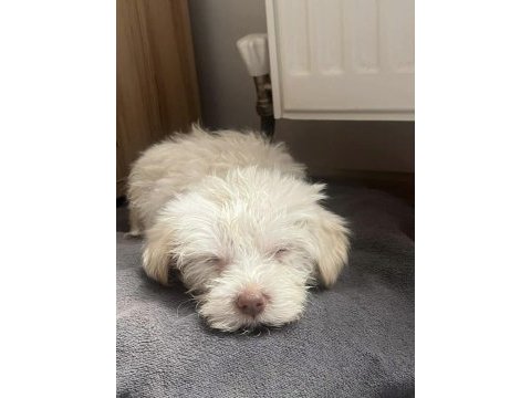 Acil maltese terrier köpeği