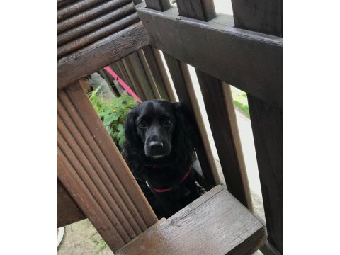 American cocker acil yuva aranıyor