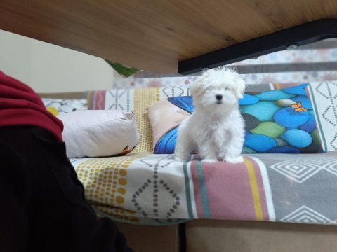 Kore maltese bebekler
