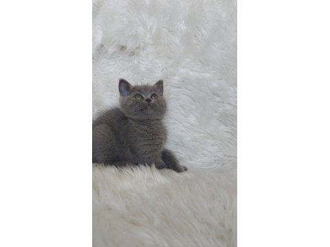 Safkan brittish shorthair
