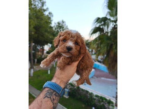 Poodle köpeğimizin tüm aşıları yapıldı