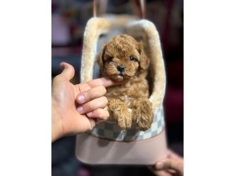 Teacup maltipoo yavrular