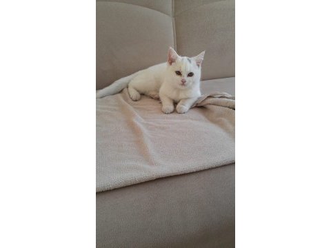 British shorthair uygun kedimiz