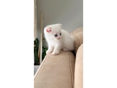 British shorthair ırk garantili