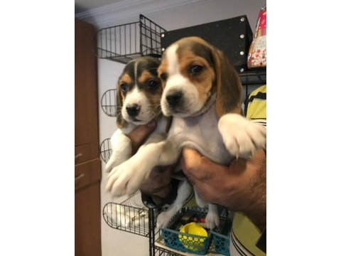 Beagle yavruları