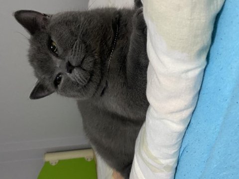 1 yaşında british shorthair