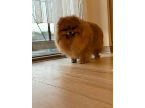 Pomeranian boo dişi (türkiyede daha iyisi yok)