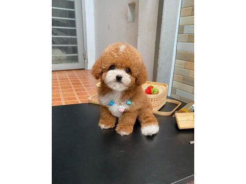Toy poodle bebek köpeklerimiz