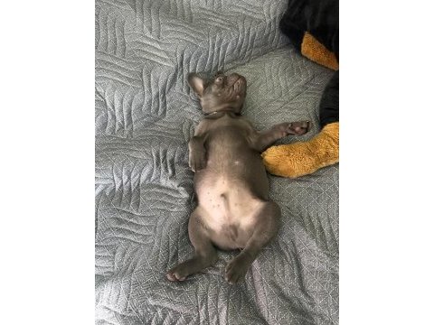 Erkek 4 aylık french bulldog tüm aşıları yapıldı