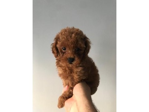 Pati ver poodle sizler için burada