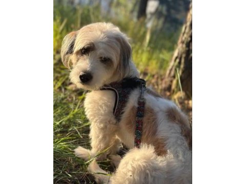 Tibetan terrier köpeğimiz