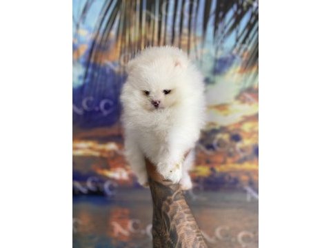Irk ve sağlık garantili pomeranian