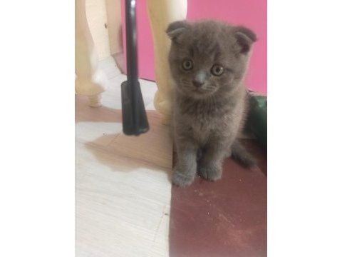 3 tane safkan scottish fold