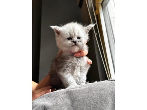 Xxl şampiyon kan hattı maine coon yavruları şecereli