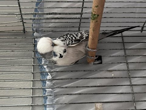 Teksas show jumbo takım muhabbet kuşu sahiplendirilecek