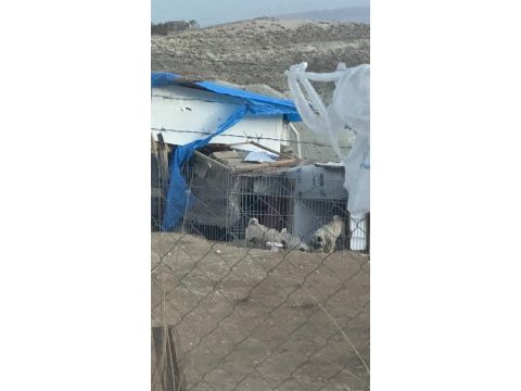 2 dişi ve 1 erkek pug