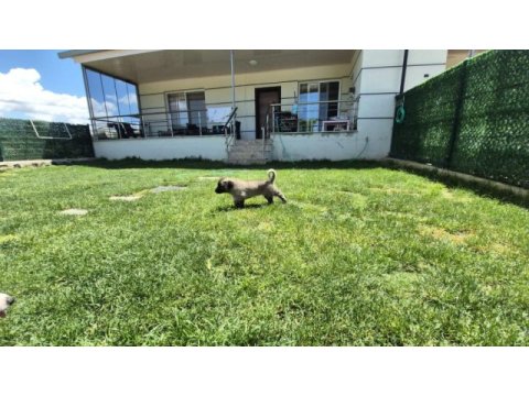Üst düzey vasıflı kangal yavruları izmir