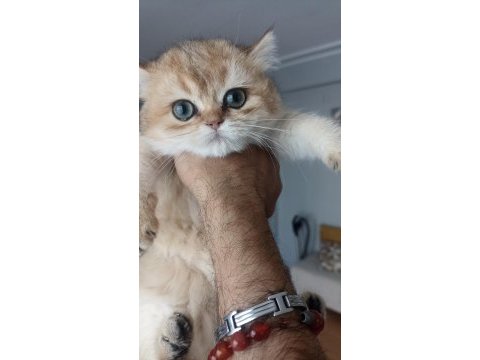 Çok güzel akua gözlü safkan golden kedimiz