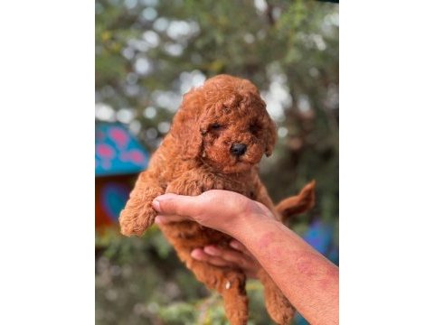 Red toy poodle yavru