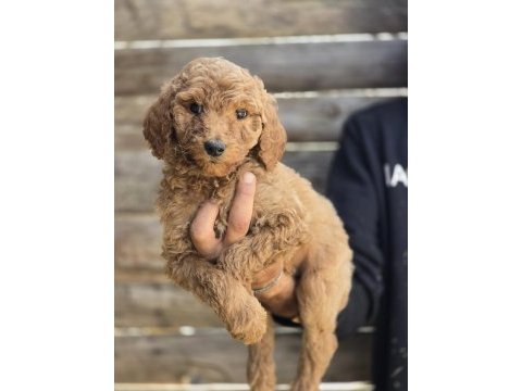 Giant (dev) poodle yavruları burkemden