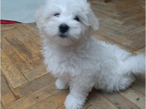 Maltese terrier iki aylıklar