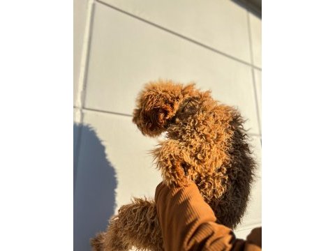 Kıvırcık tüy yumağı toy poodle oğlumuz