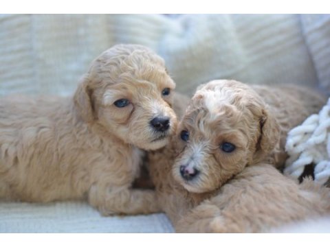 Mini maltipoo köpekler